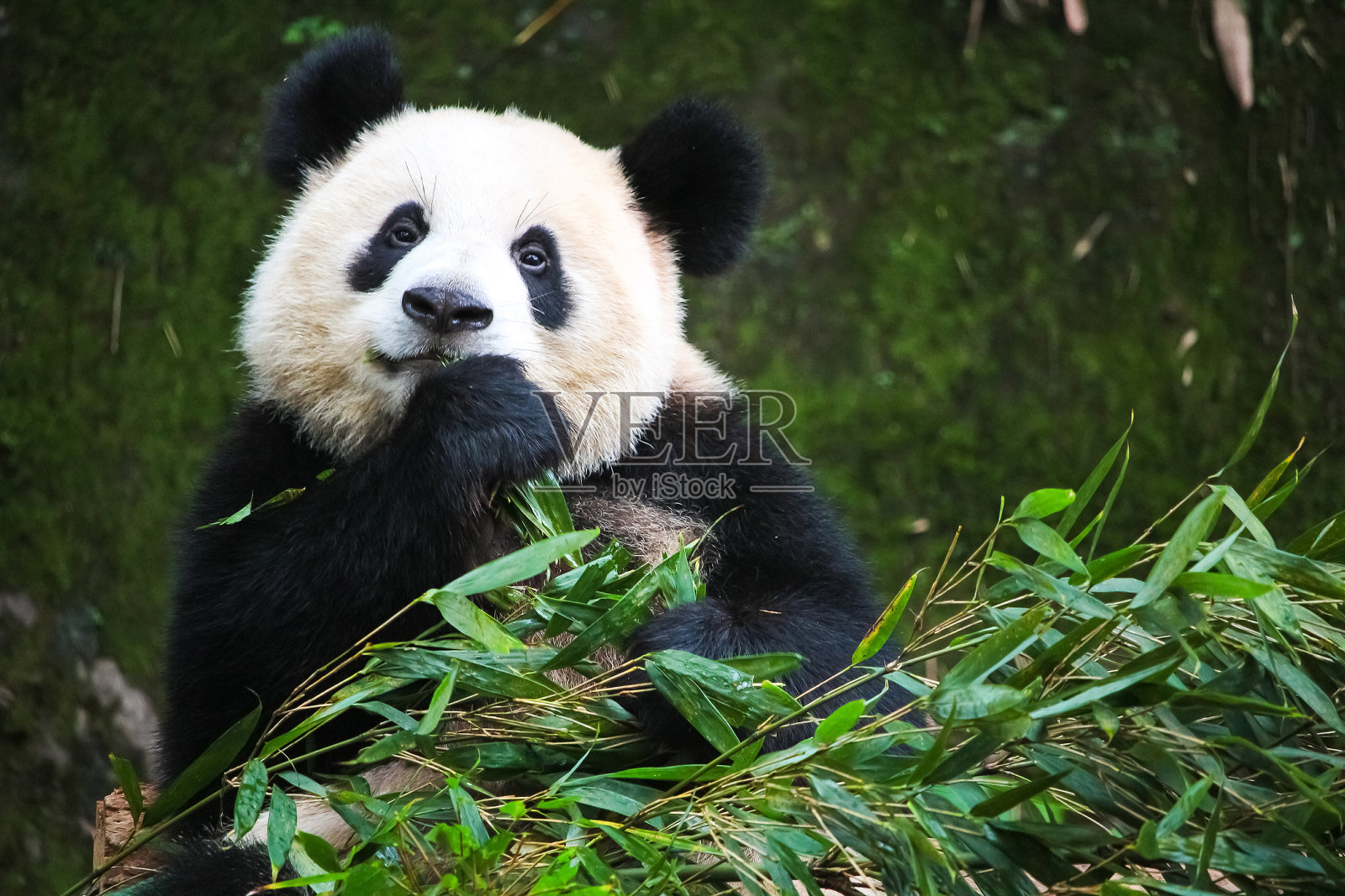 可爱的吃大熊猫照片摄影图片