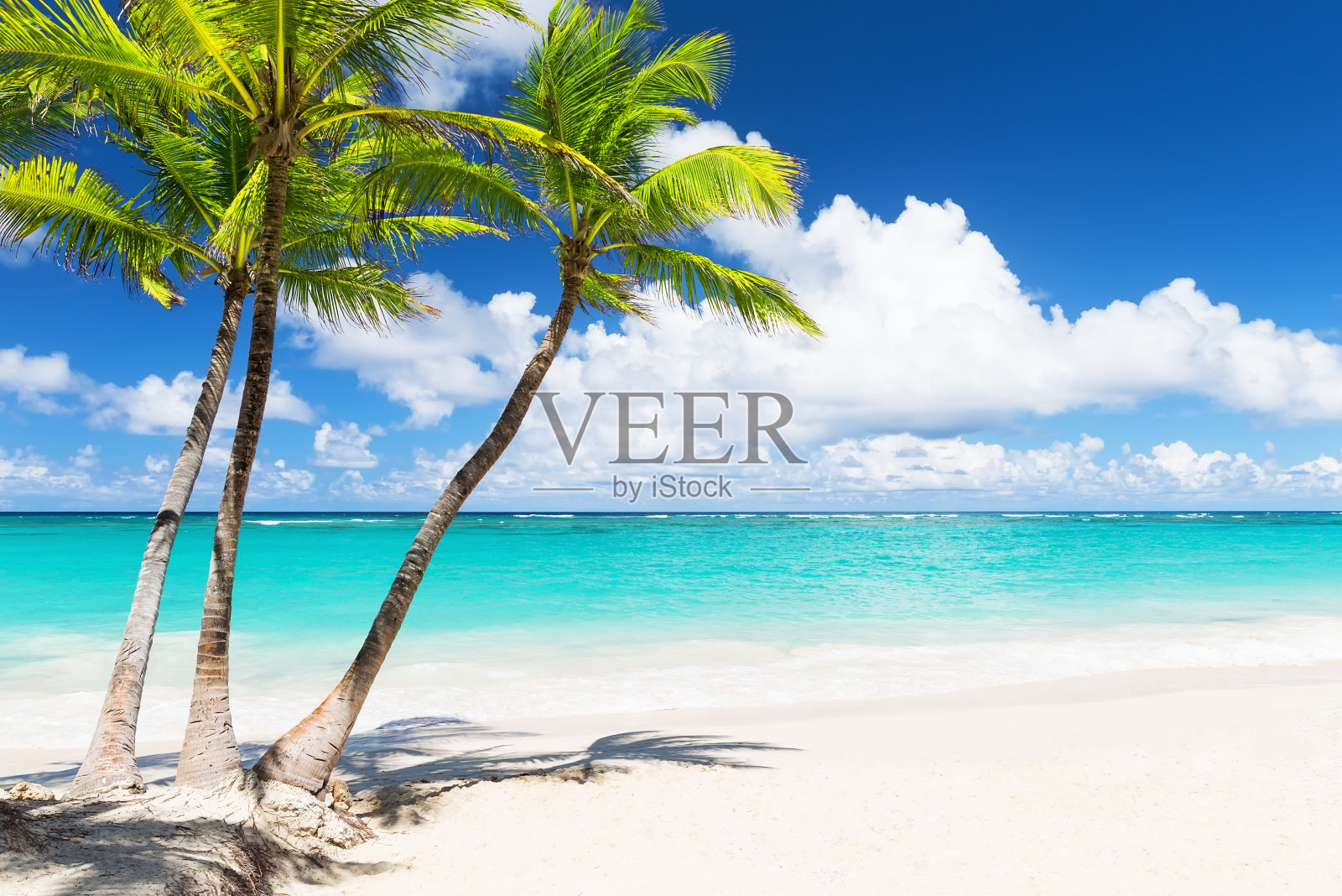 美丽的热带白色沙滩和椰子树照片摄影图片