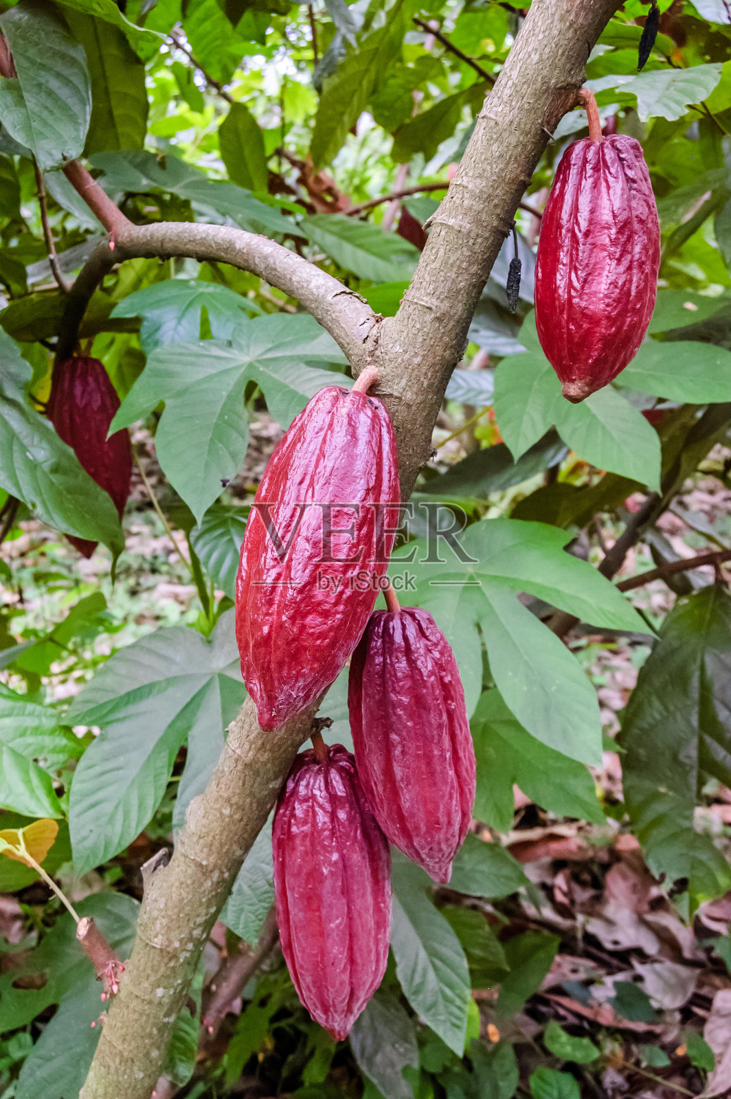 危地马拉灌木上的可可豆照片摄影图片