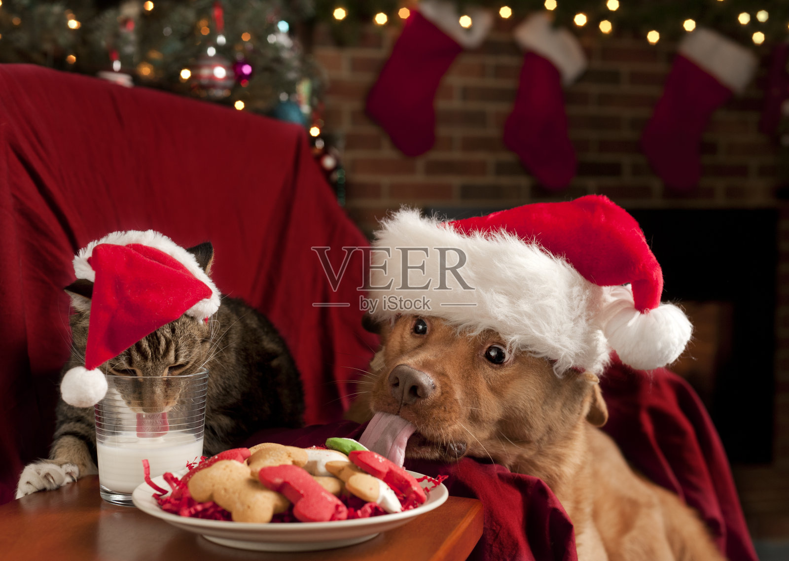猫和狗在吃圣诞老人的零食照片摄影图片