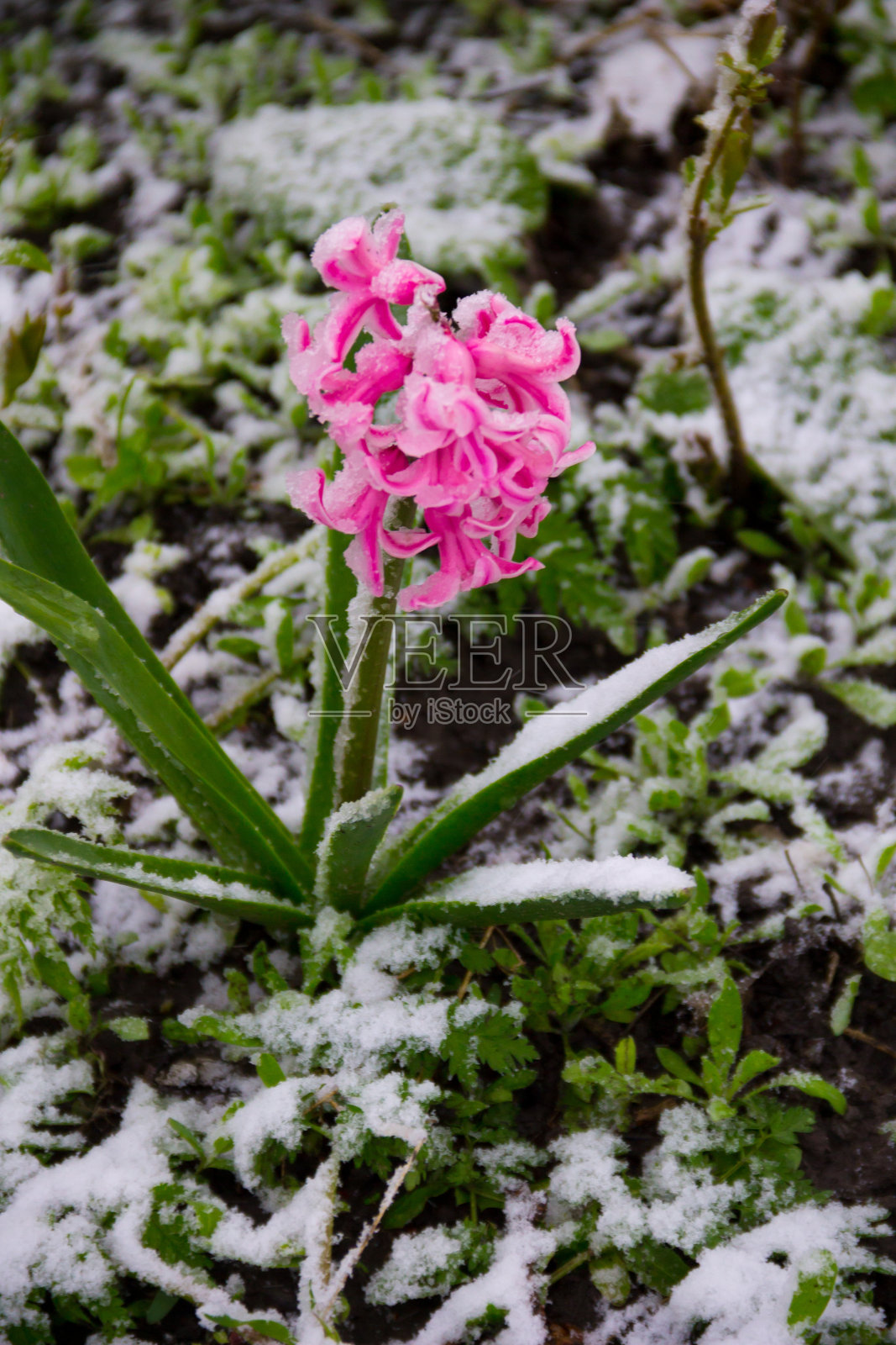 4月乌克兰暴风雪期间，粉红色的风信子被雪覆盖照片摄影图片