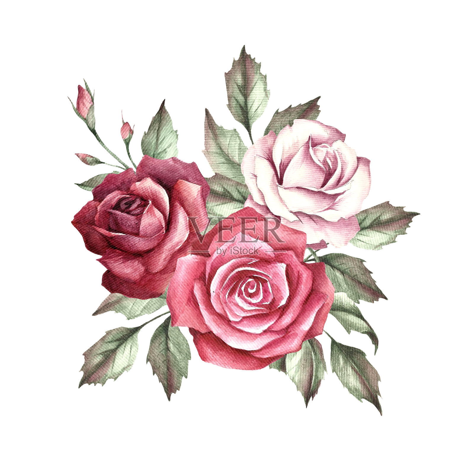 玫瑰的形象。手绘水彩插图。插画图片素材