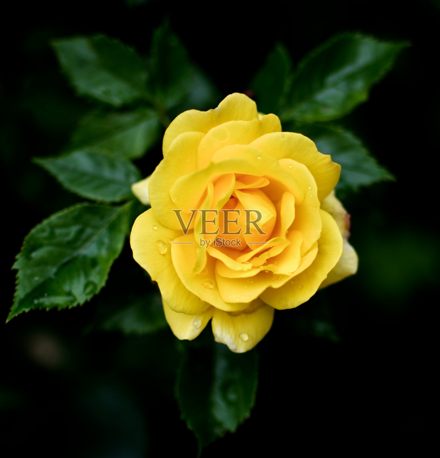 完美的黄玫瑰照片摄影图片