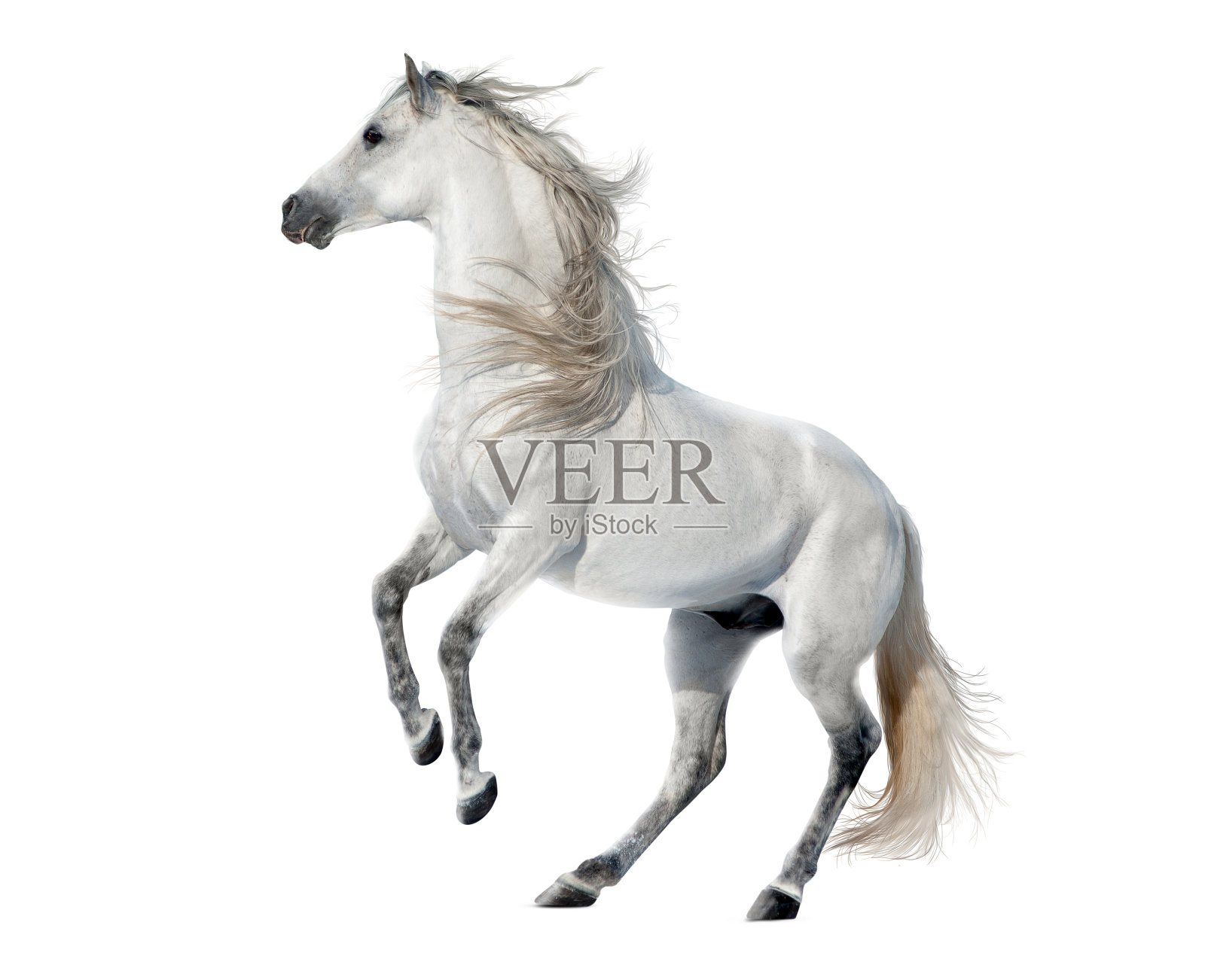 自由的马孤立在白色背景上照片摄影图片