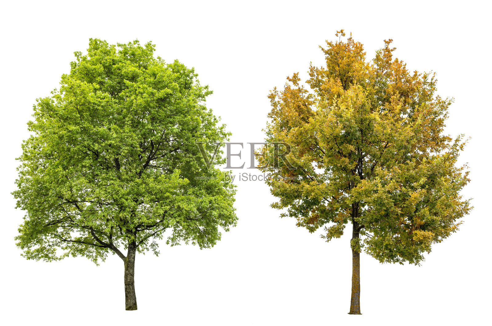 春天，夏天，秋天橡树孤立白色的背景照片摄影图片