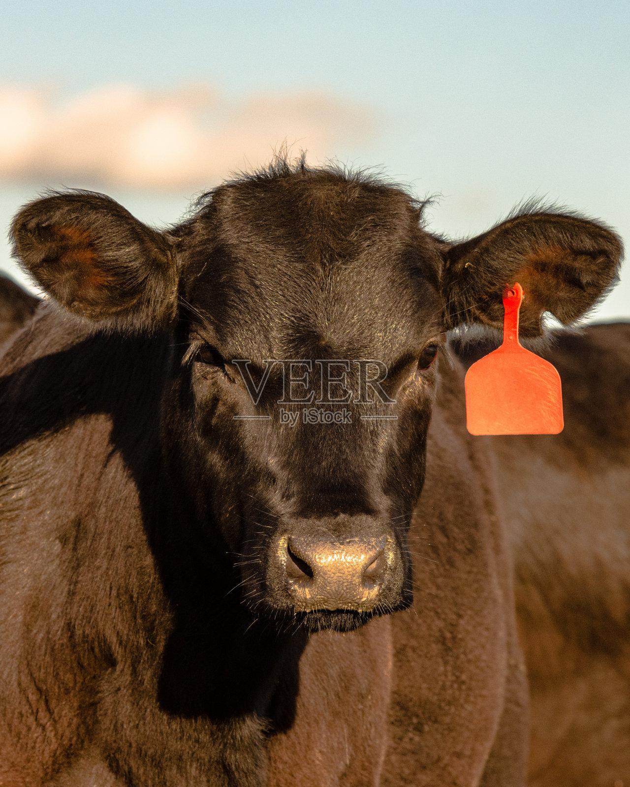 黑黑的安格斯小母牛脸照片摄影图片