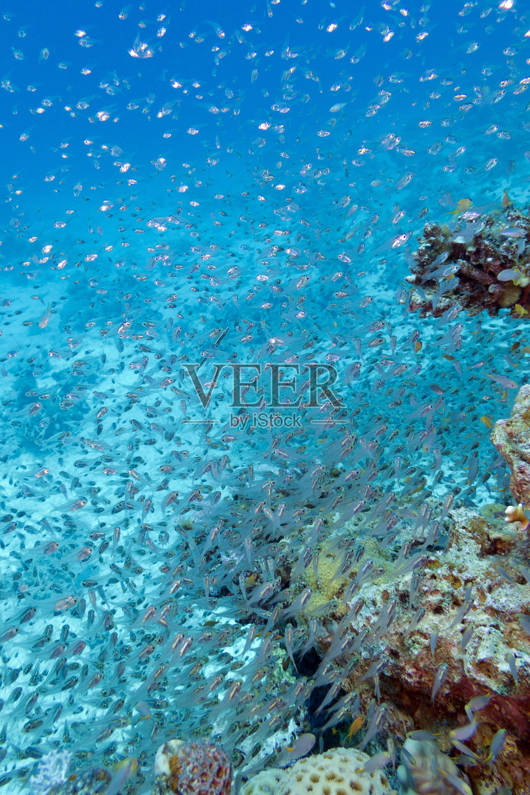 玻璃鱼群-水下的红海清洁工照片摄影图片