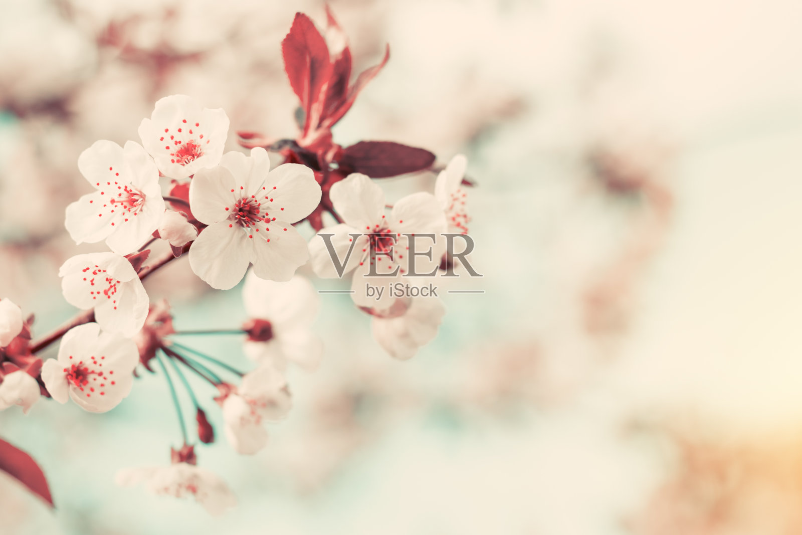 春天的背景艺术与白色的樱花照片摄影图片