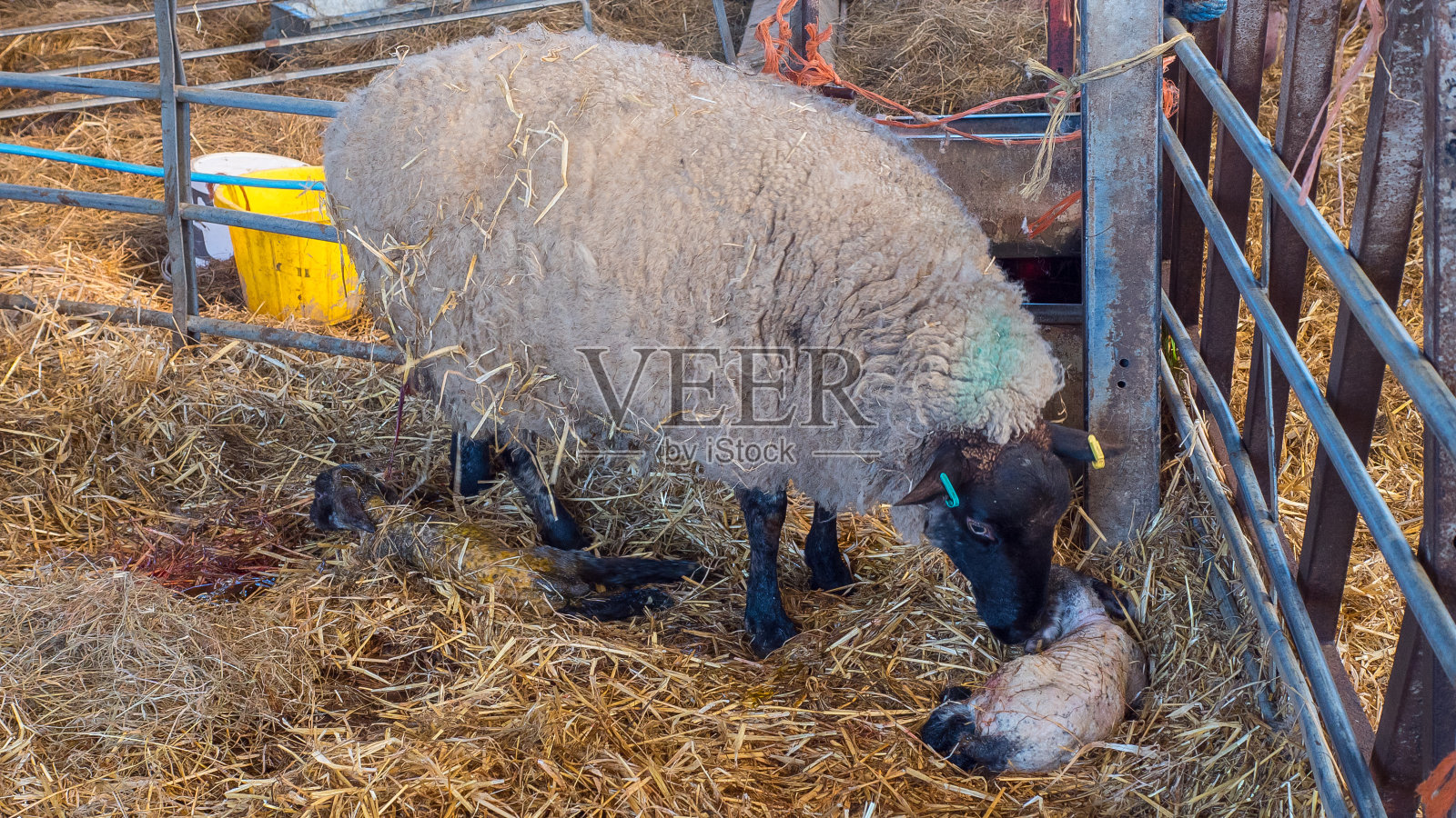 母羊在生产后舔她的小羊羔照片摄影图片