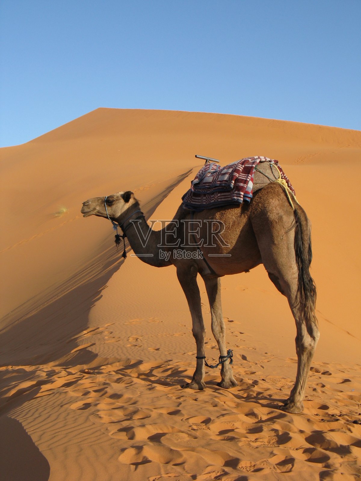 撒哈拉沙漠中部的骆驼照片摄影图片
