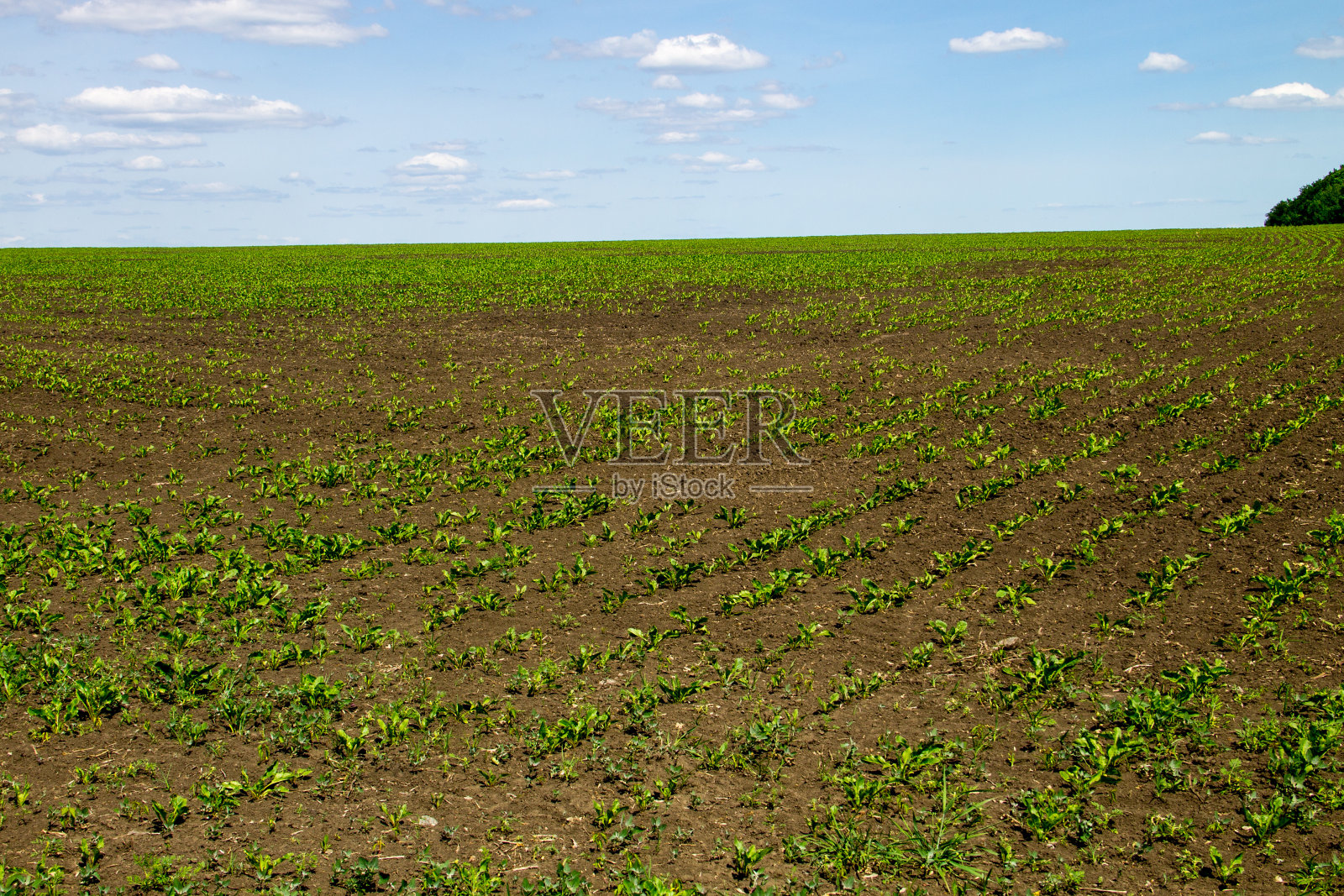 种植甜菜的农田。甜菜根豆芽照片摄影图片