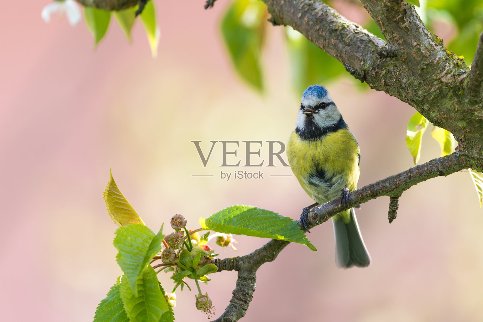 雄性蓝山雀在樱桃树上唱歌照片摄影图片
