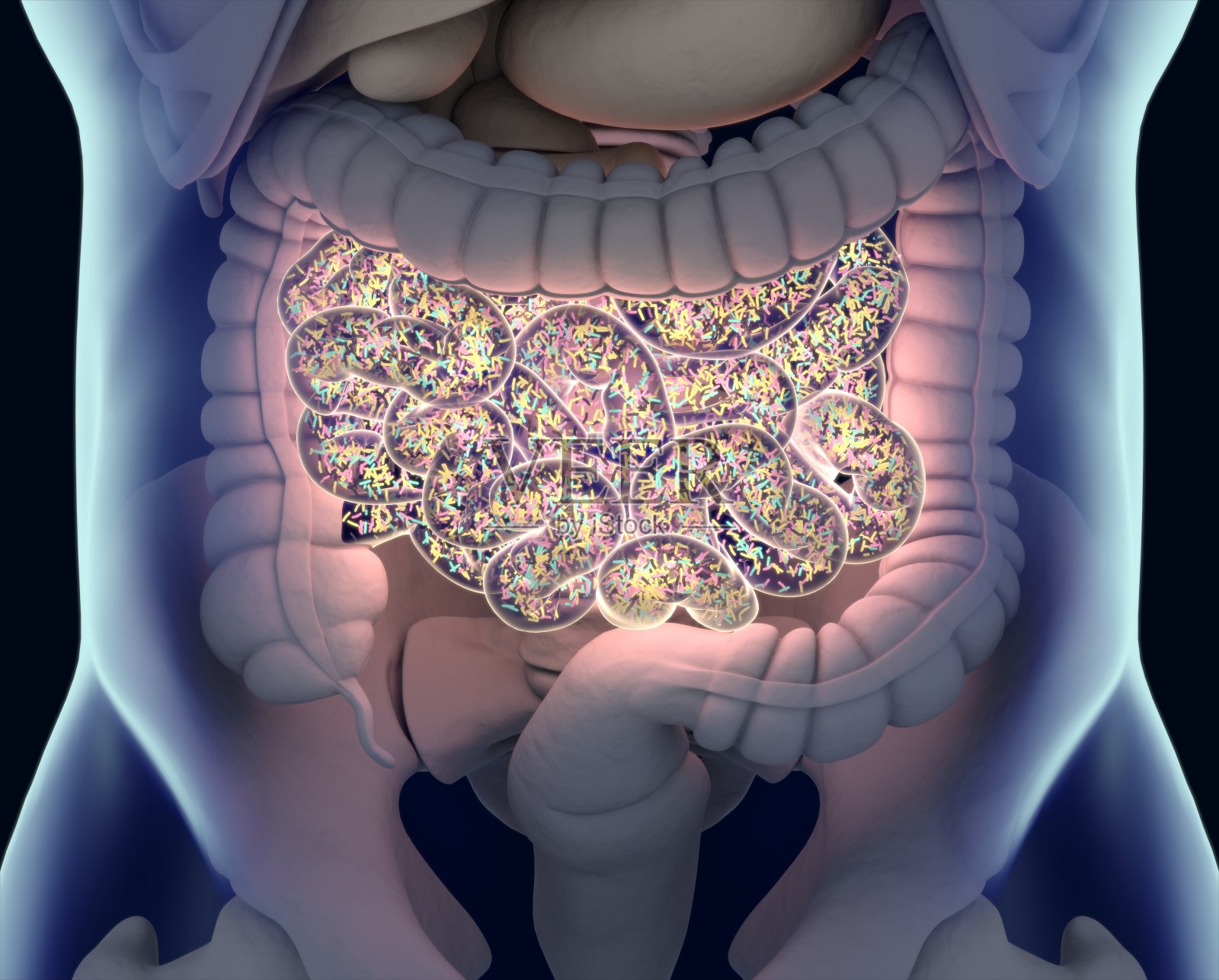 五、小肠-人体解剖学与组织胚胎学-医学