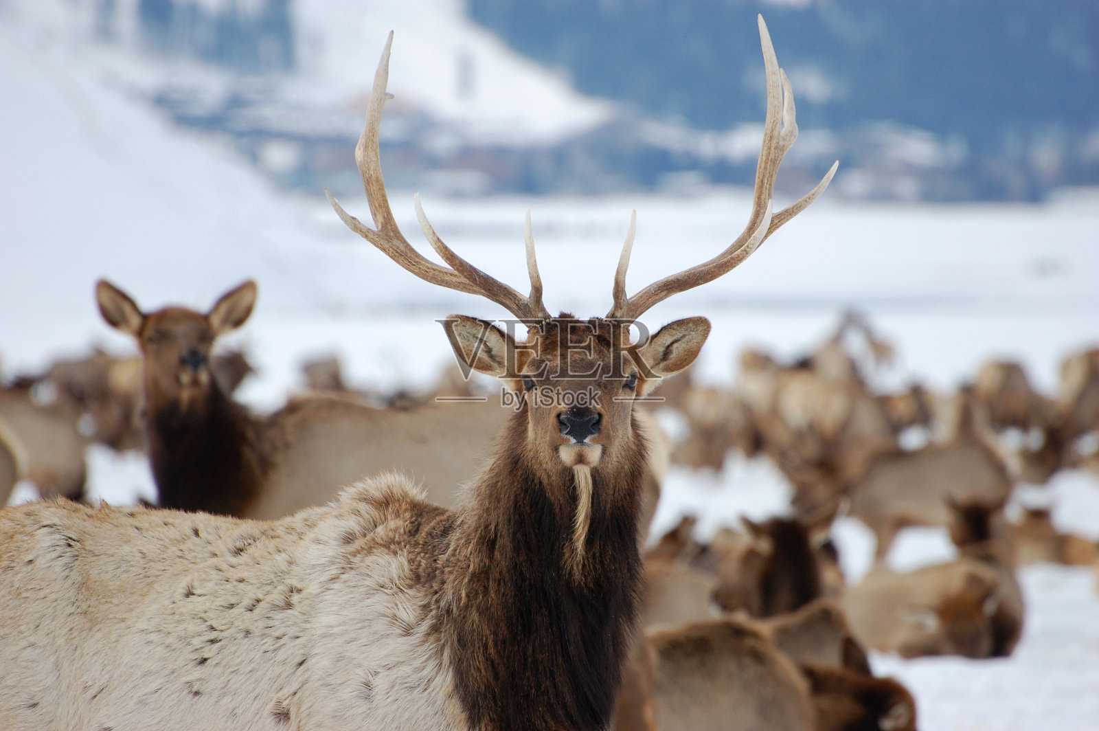 麋鹿和冬季牧场照片摄影图片