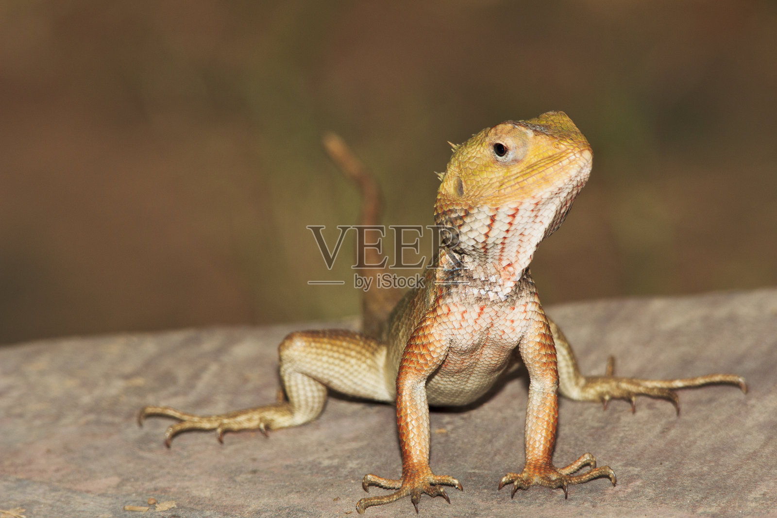 印度花园蜥蜴照片摄影图片