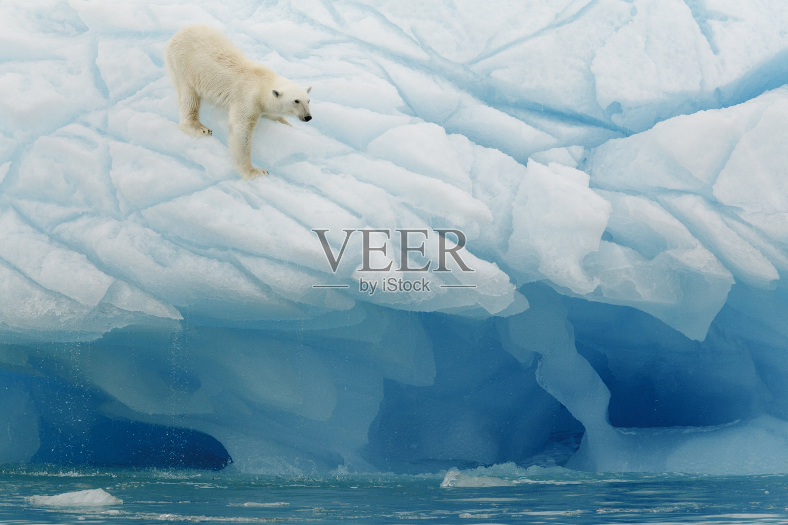 北极熊平衡照片摄影图片