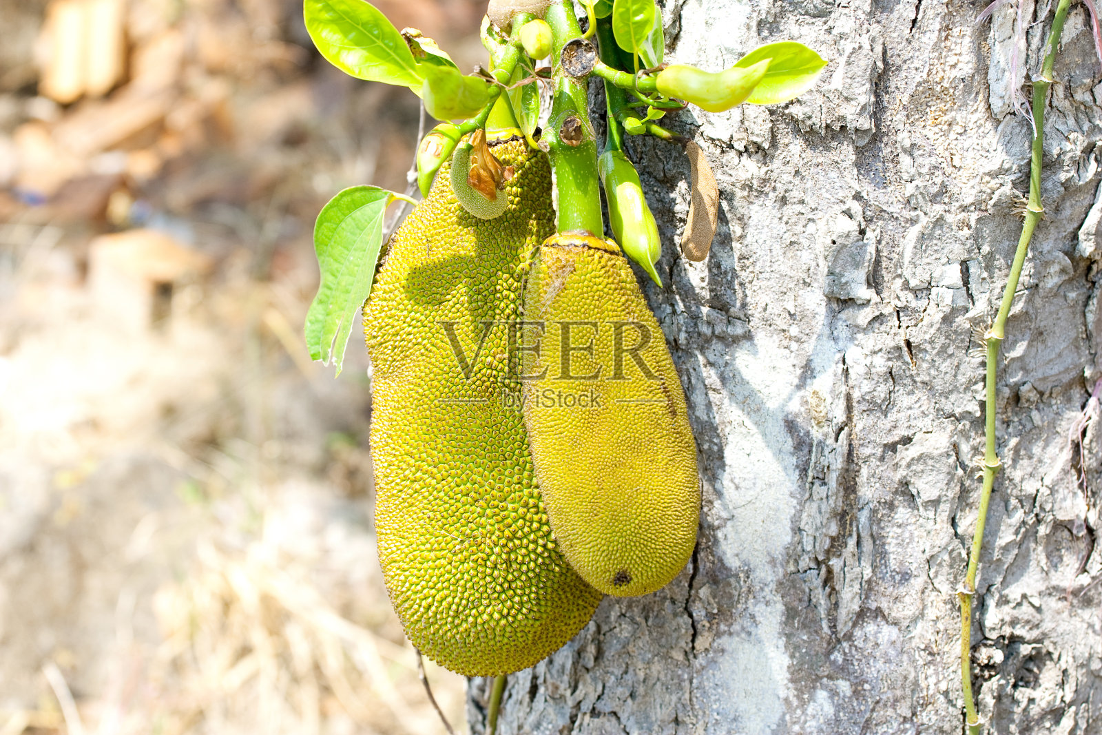 异国水果，菠萝蜜在树上照片摄影图片