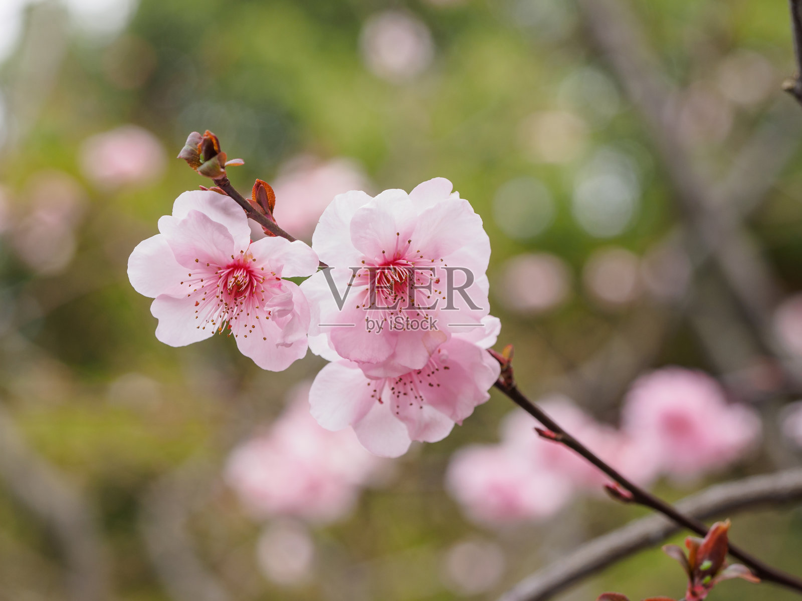 春花系列:公园里美丽的红梅绽放。照片摄影图片