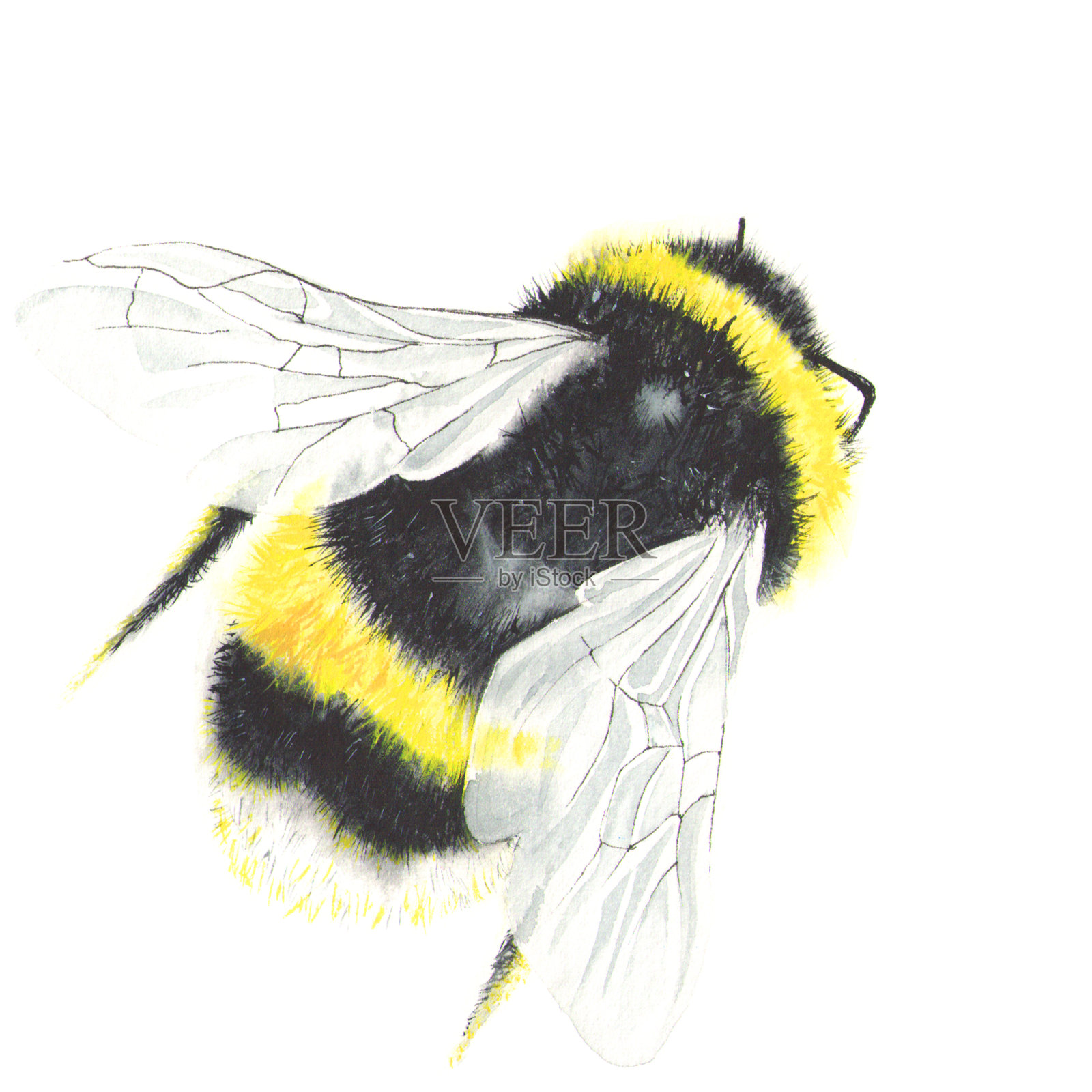 水彩蜜蜂孤立在白色插画图片素材