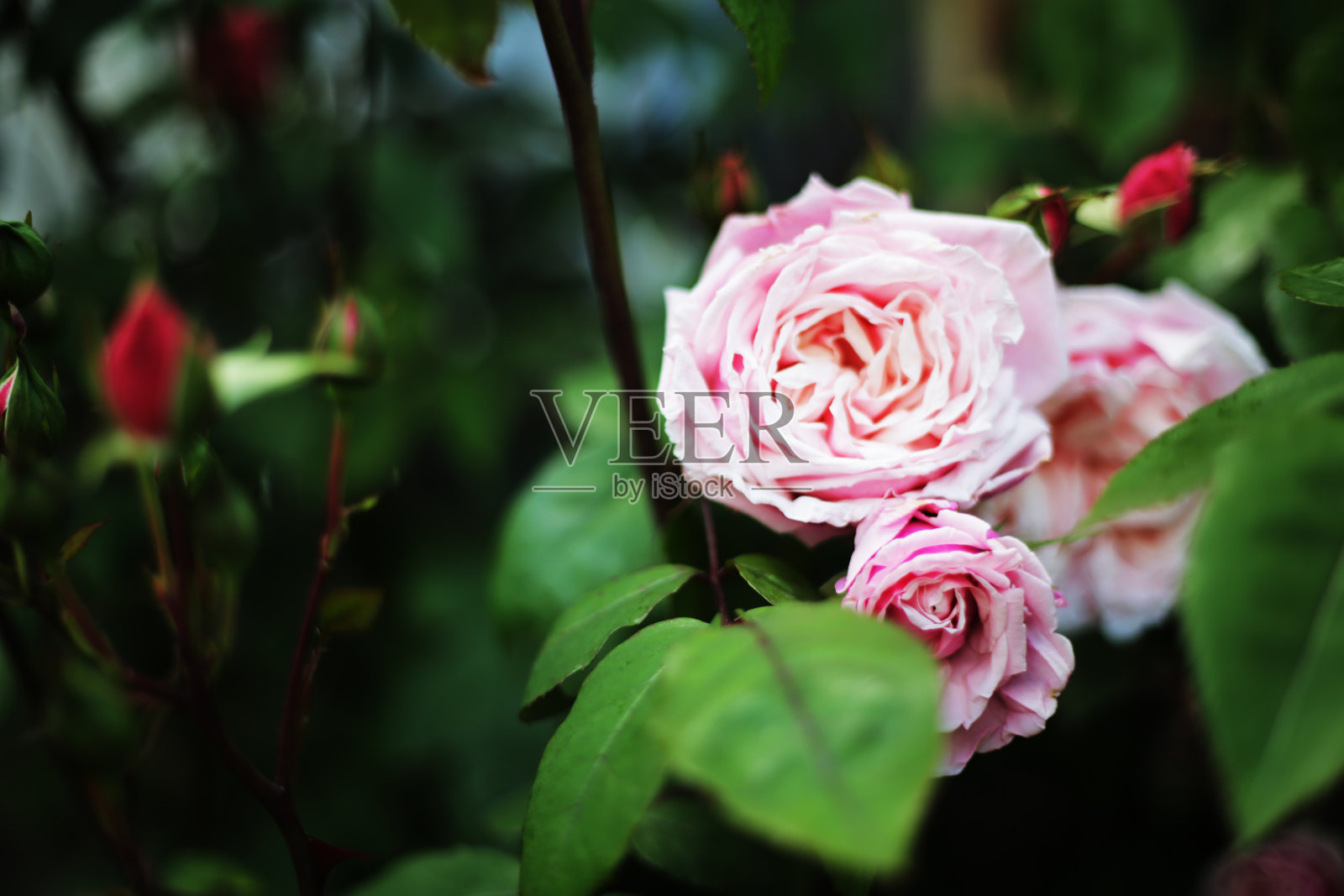 粉色的玫瑰照片摄影图片