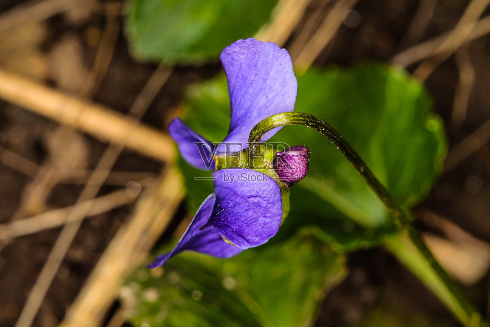 春天的紫色的花照片摄影图片