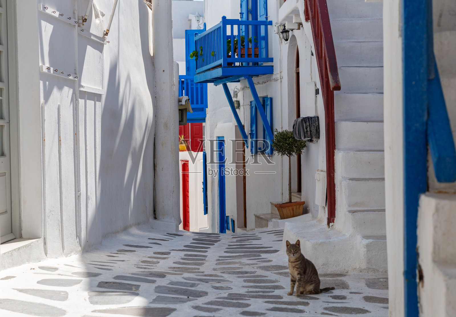 希腊街头的宠物猫照片摄影图片
