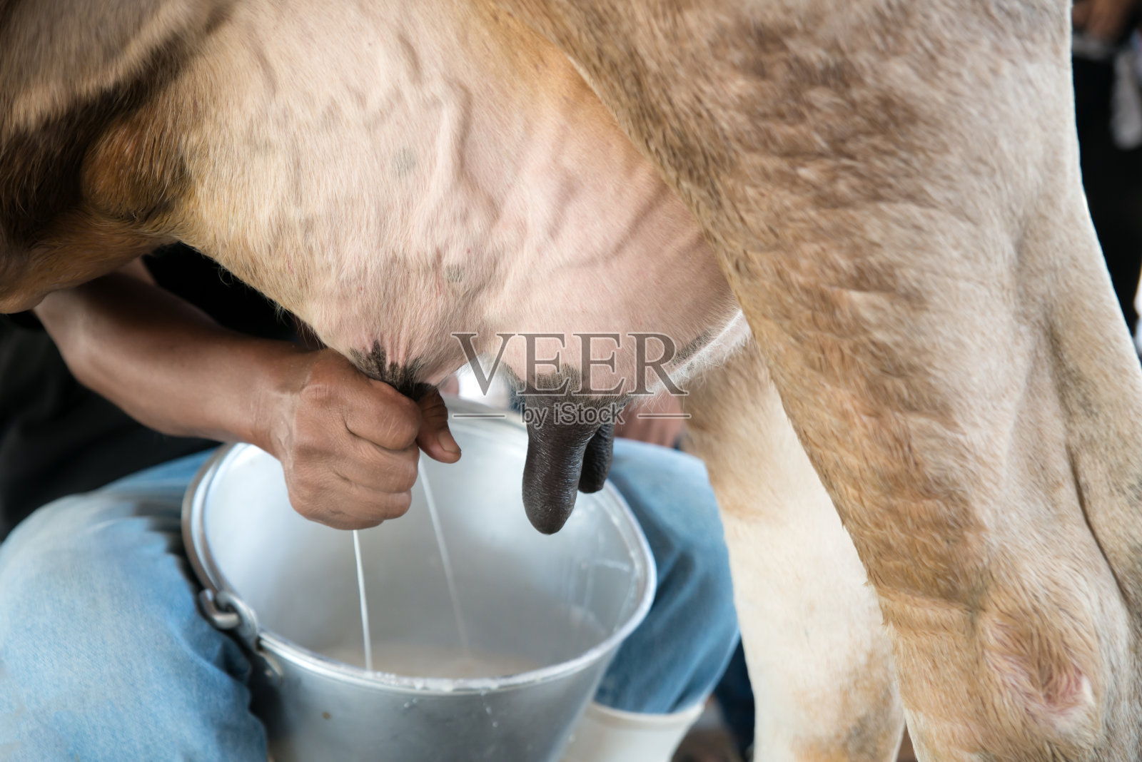农民工人在牛奶场手挤牛奶。照片摄影图片