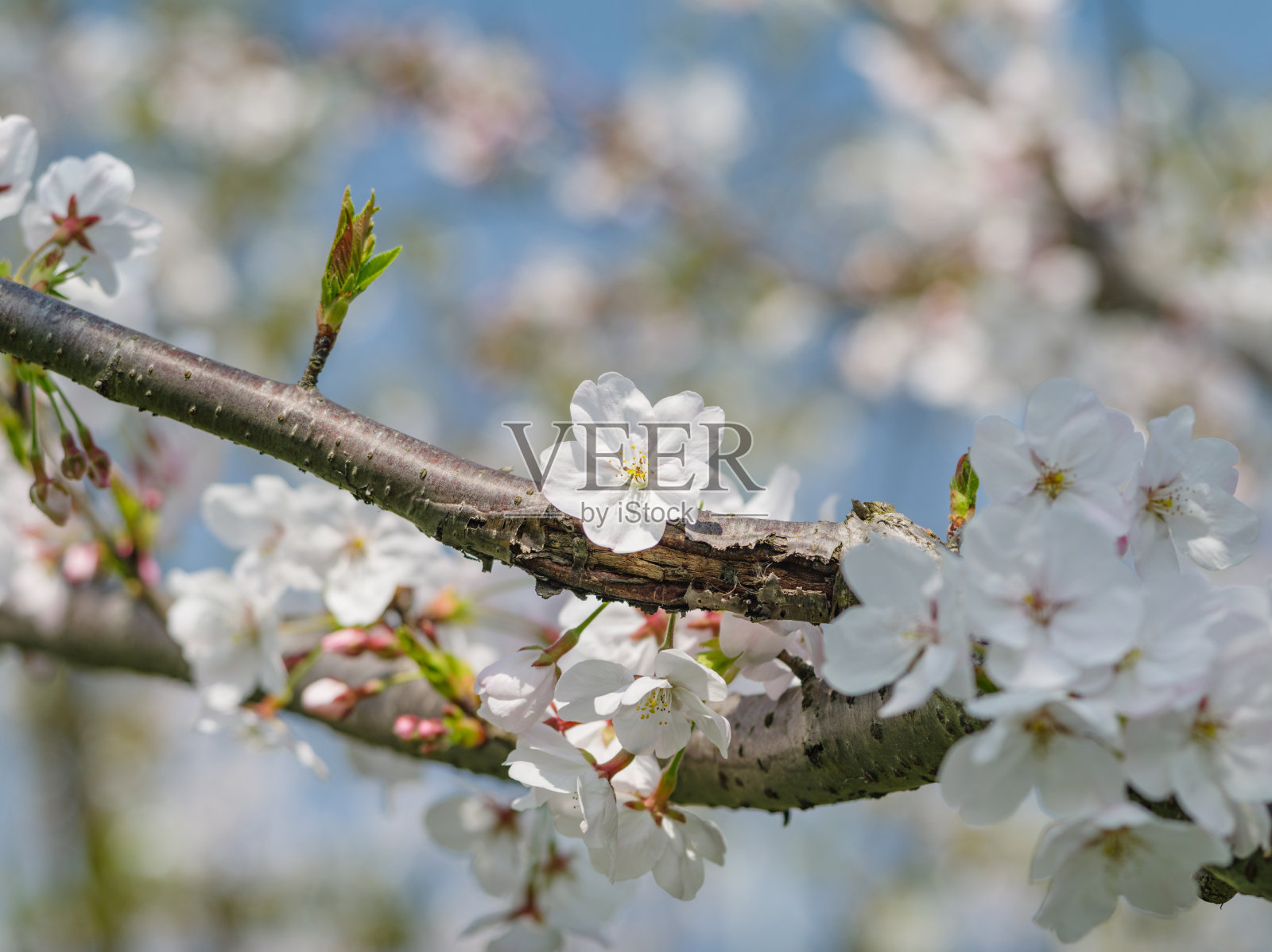 春花系列，美丽的吉野樱花绽放。照片摄影图片