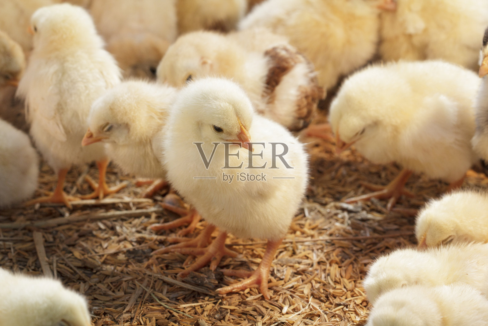 家禽农场的小鸡照片摄影图片
