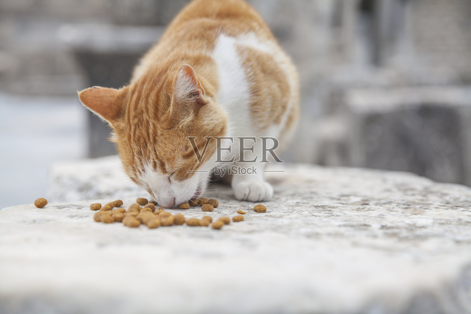 土耳其以弗所古城的野猫照片摄影图片