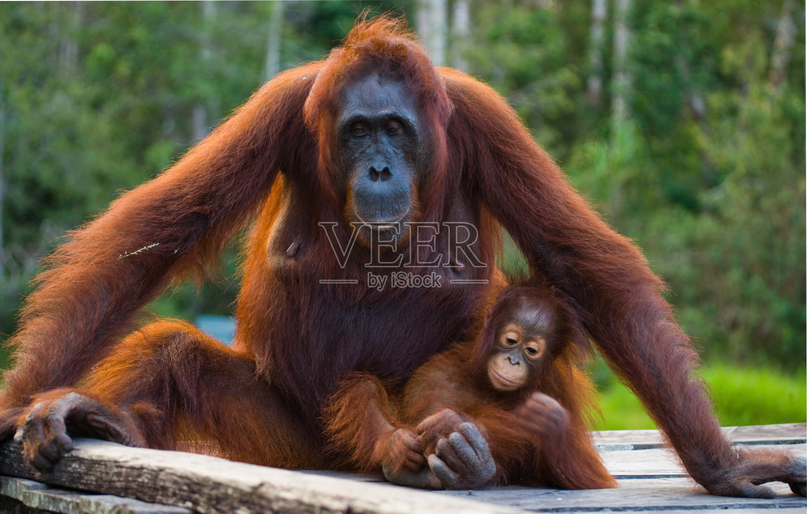 这只雌性猩猩带着一个婴儿坐在丛林中的一个木制平台上。照片摄影图片
