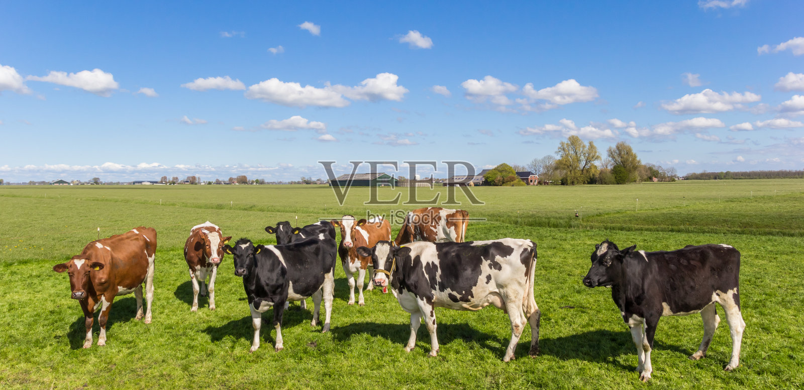 荷兰格罗宁根附近的奶牛全景图照片摄影图片
