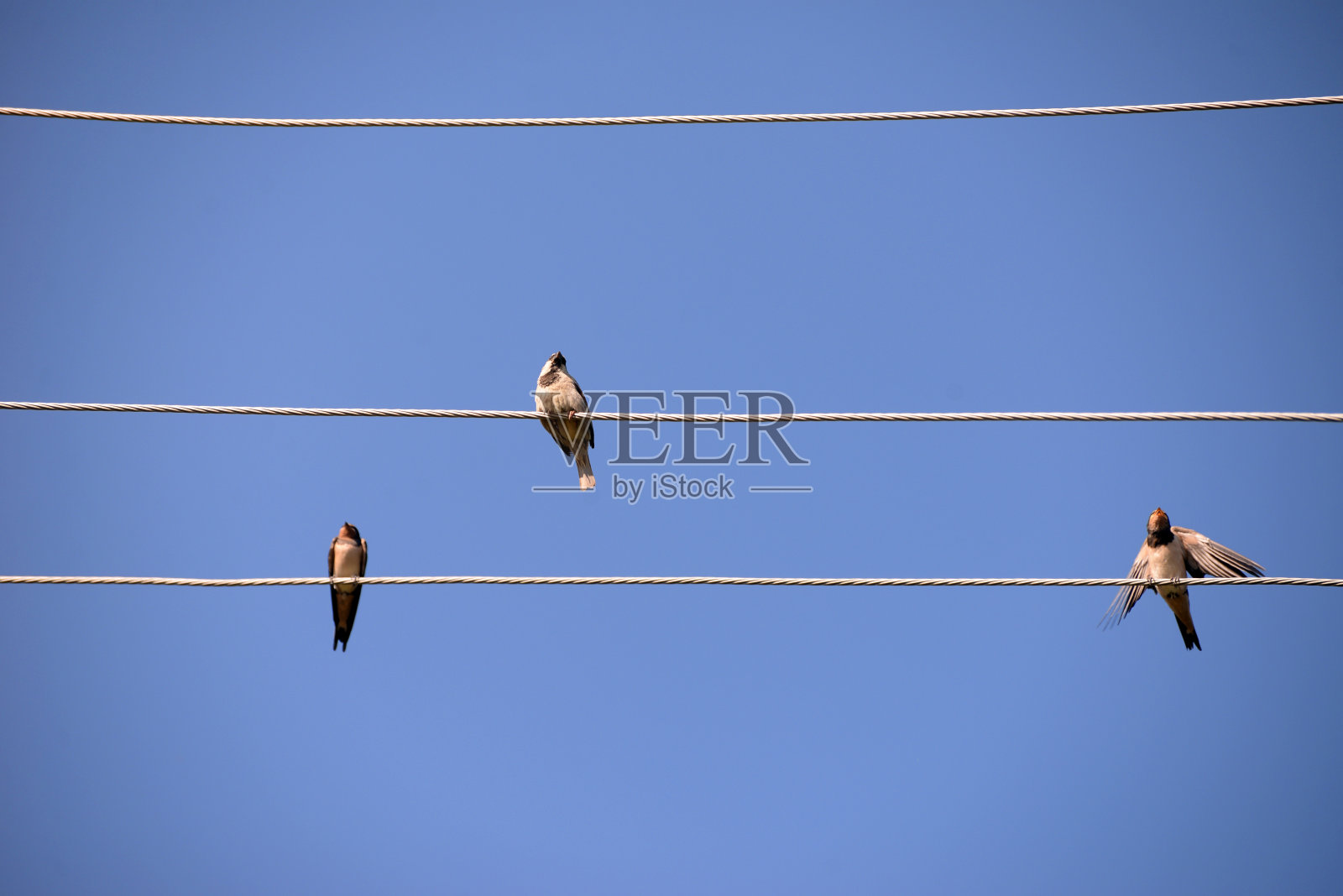 燕子坐在电线上，对着蓝天照片摄影图片