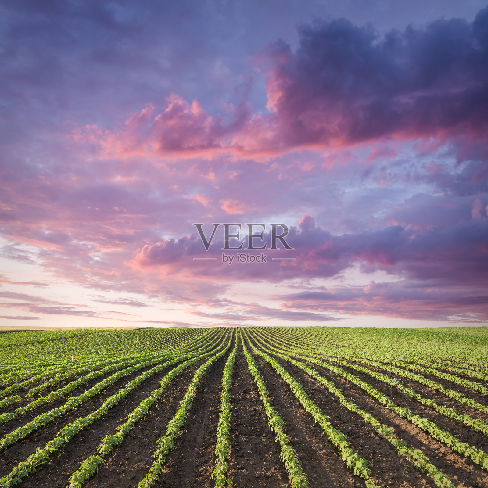 田园诗般的日落下，年轻的大豆作物草地照片摄影图片