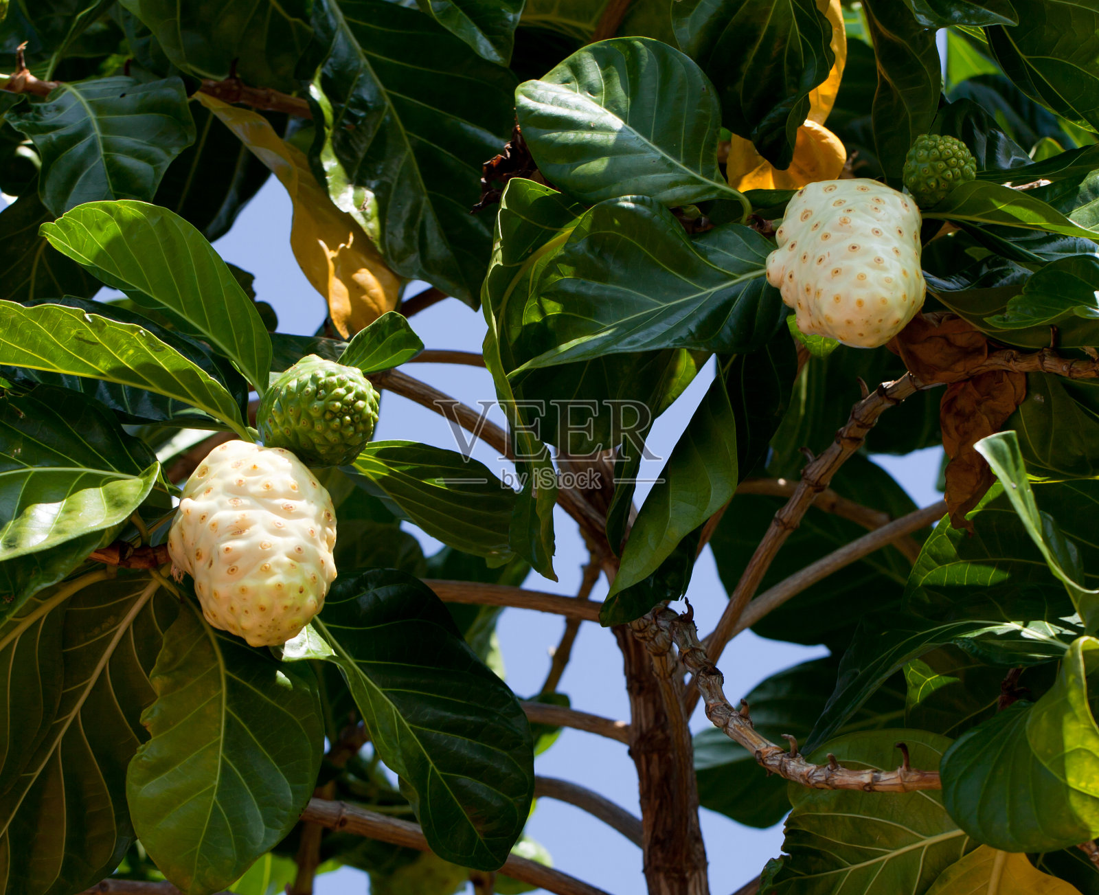 诺丽果汁树照片摄影图片
