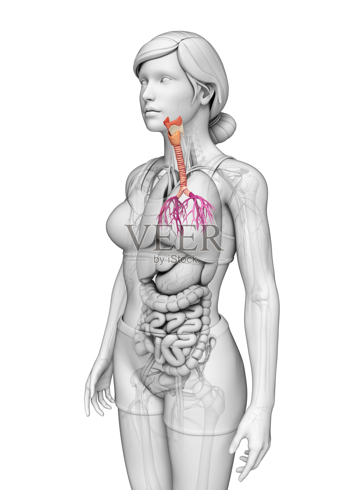 女性咽喉解剖照片摄影图片