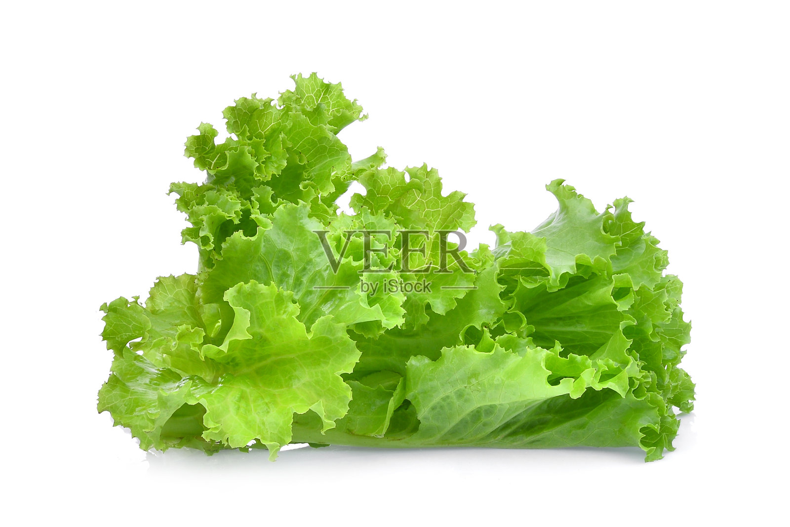新鲜的生菜沙拉叶子孤立在白色的背景。照片摄影图片