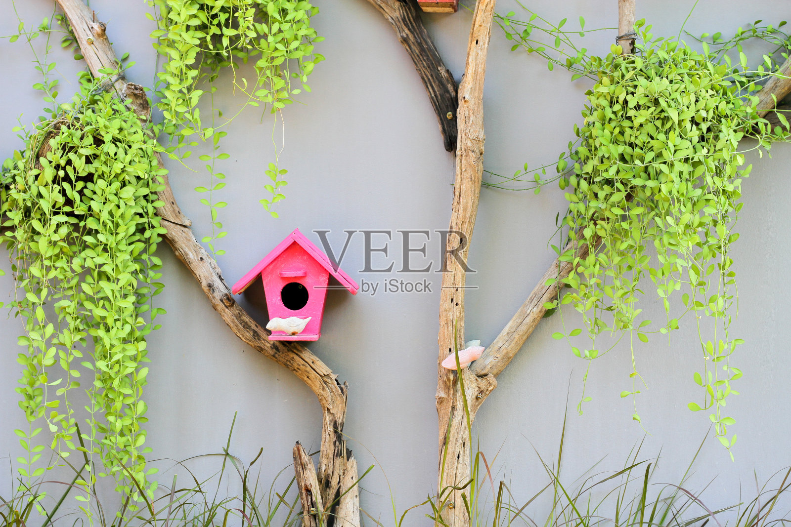 花园中的木制鸟笼，混凝土墙背景上挂着植物照片摄影图片