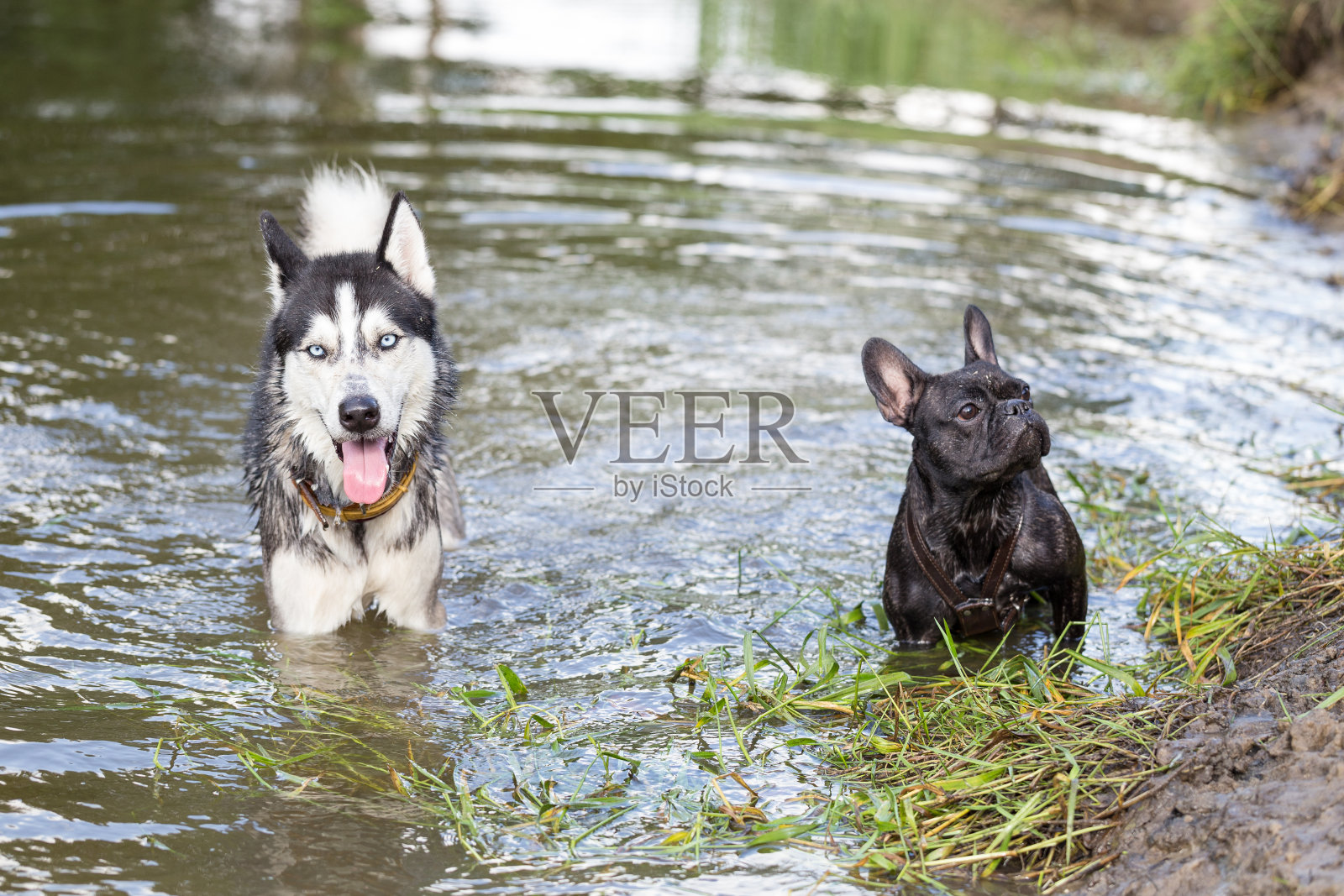 西伯利亚哈士奇和法国牛头犬在河里玩耍。照片摄影图片