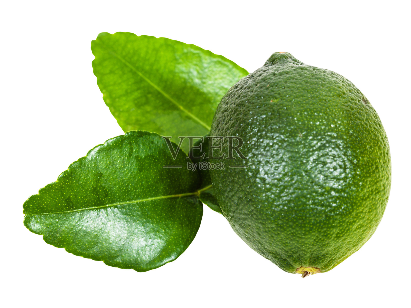 新鲜的绿色卡菲酸橙果实，叶分离照片摄影图片