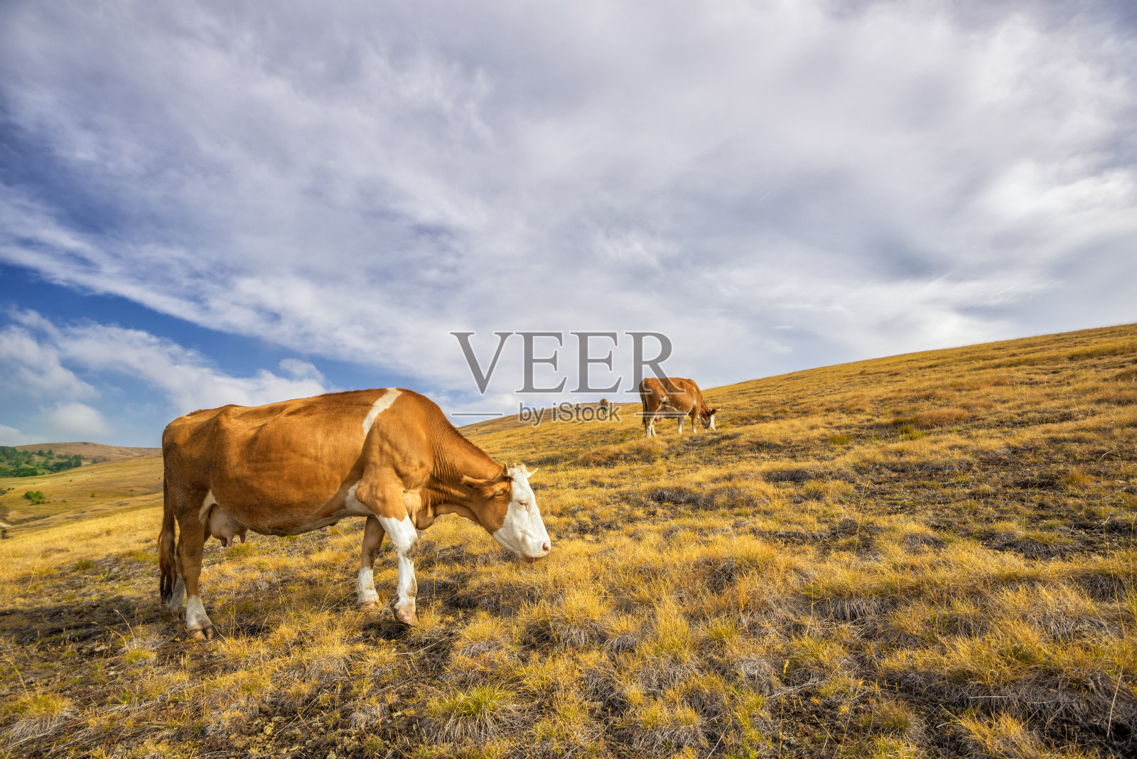 放牧的牛照片摄影图片