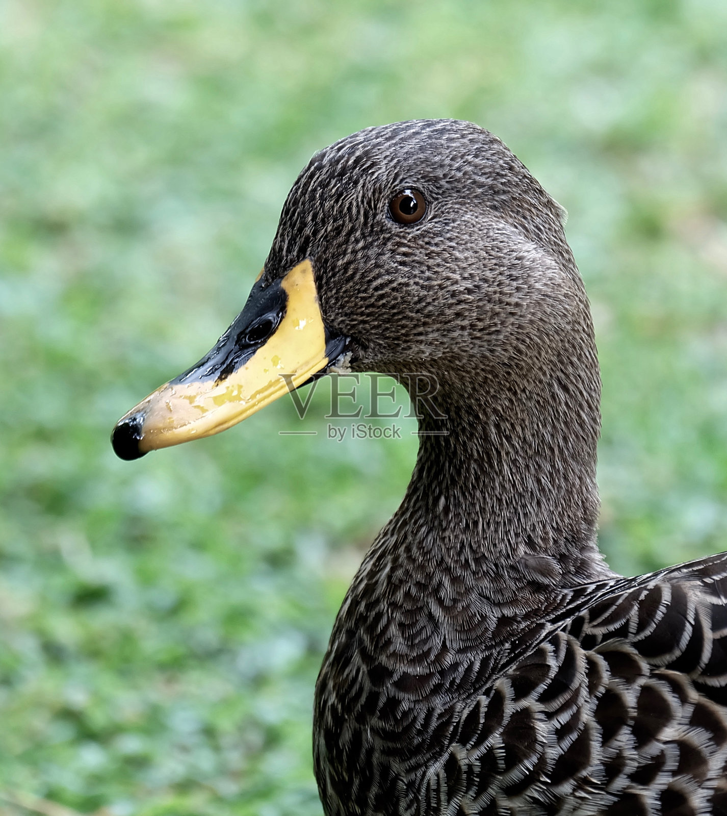 黄嘴鸭的头和脖子照片摄影图片