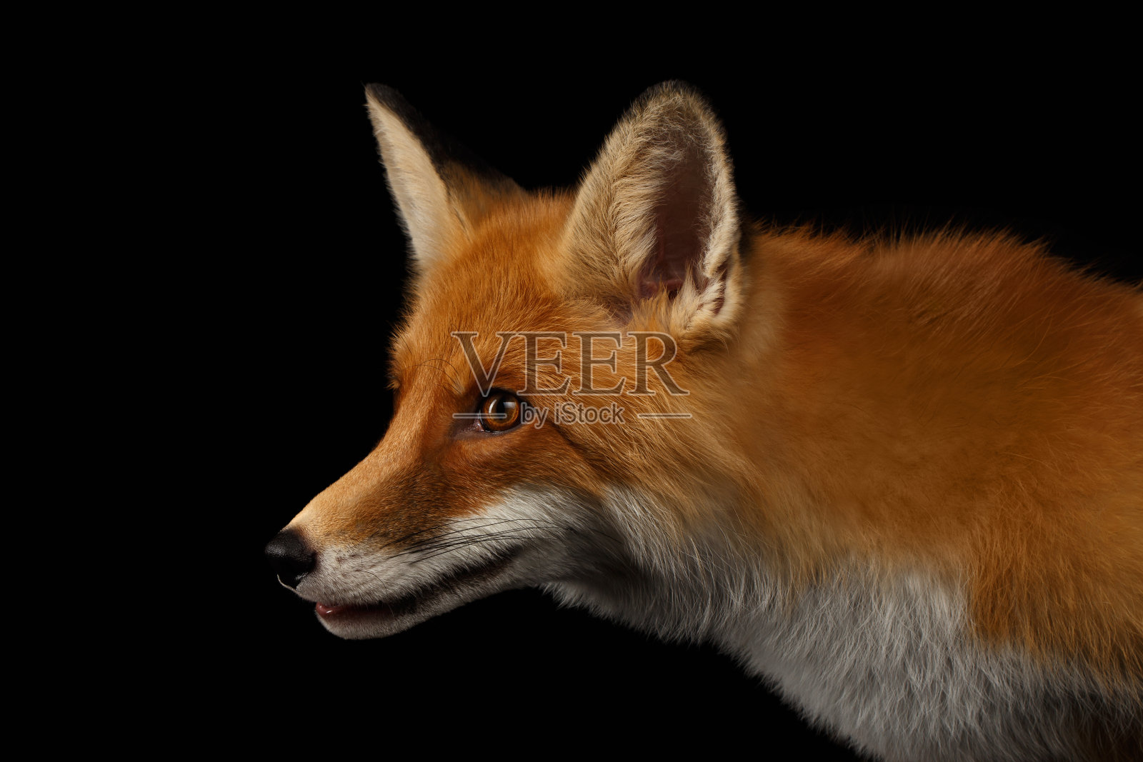 特写肖像的红狐在侧面孤立在黑色照片摄影图片