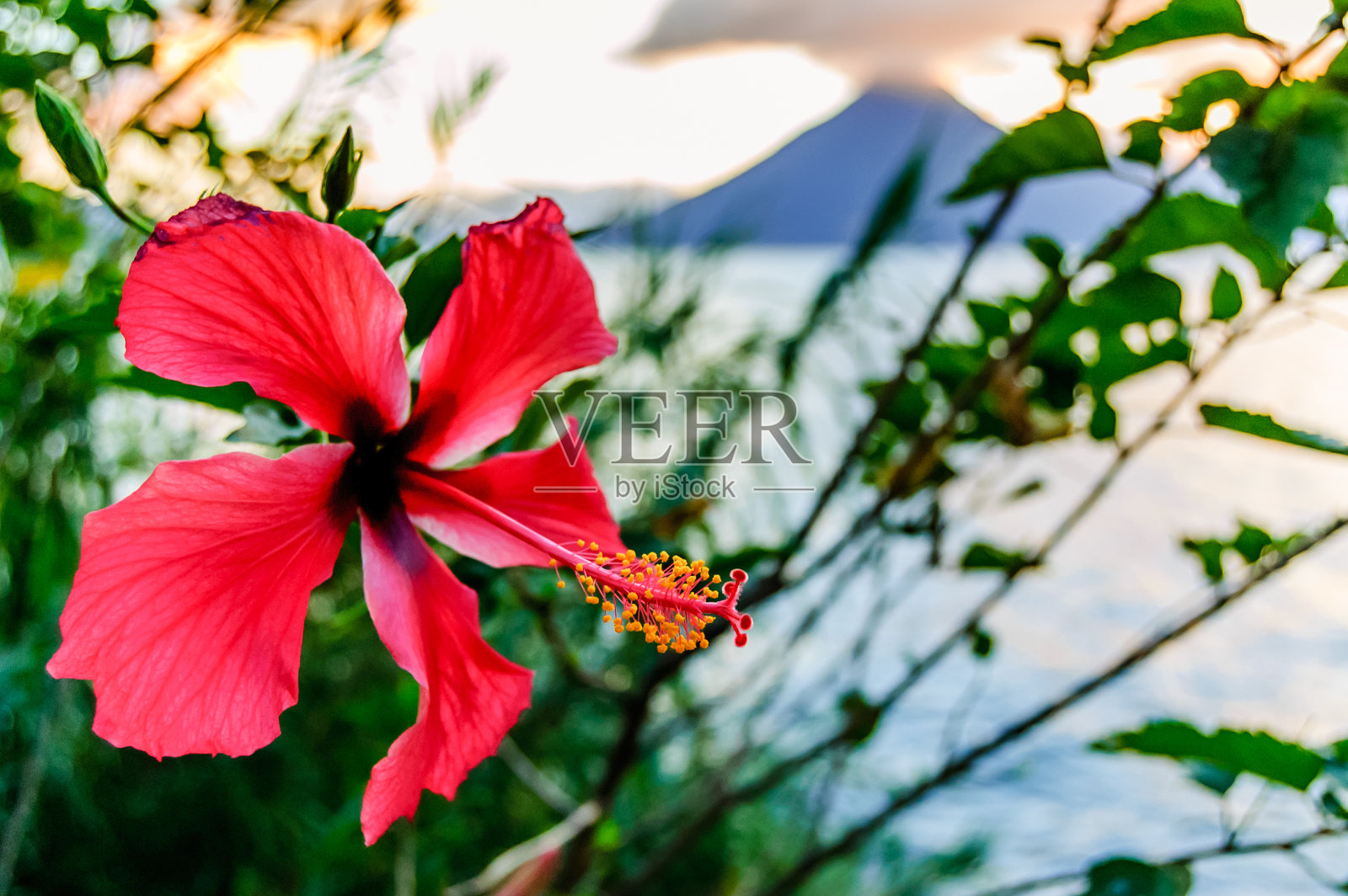 芙蓉花，湖和火山，危地马拉照片摄影图片