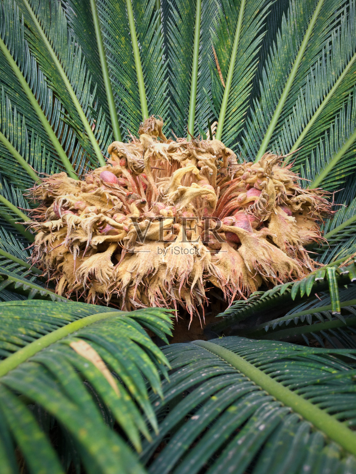 (苏铁)西米雌棕榈花，满是种子。照片摄影图片