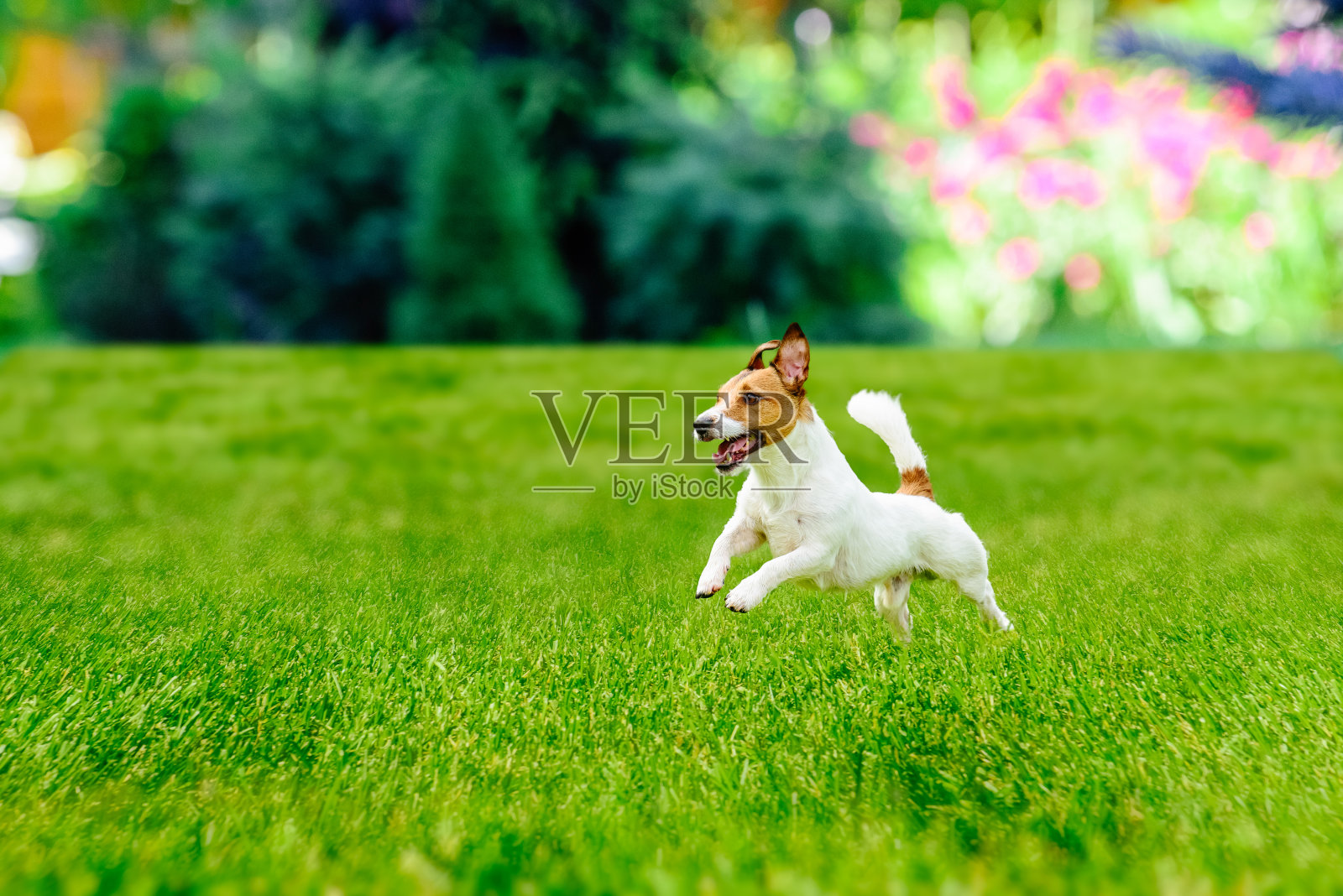快乐活跃的狗狗在五颜六色的花园草坪上玩耍照片摄影图片