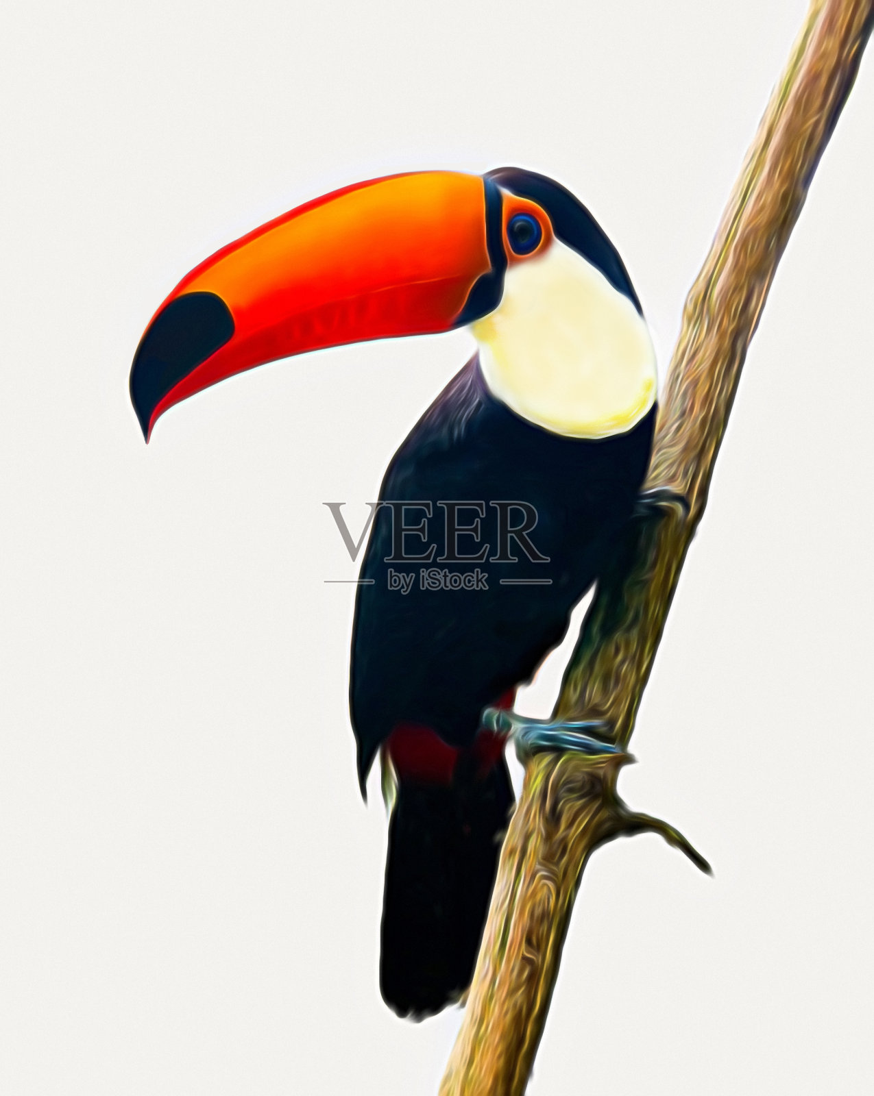 巨嘴鸟栖息在白色背景的树枝上。也被称为普通巨嘴鸟或托科巨嘴鸟照片摄影图片