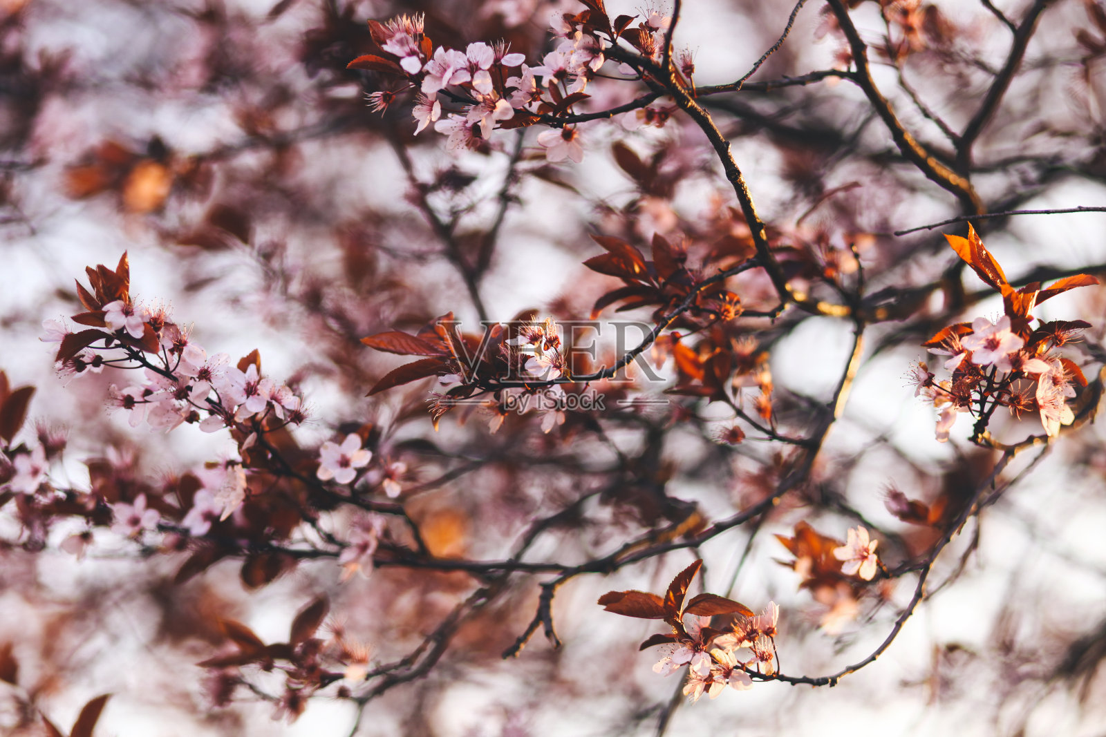 盛开的樱花树枝照片摄影图片