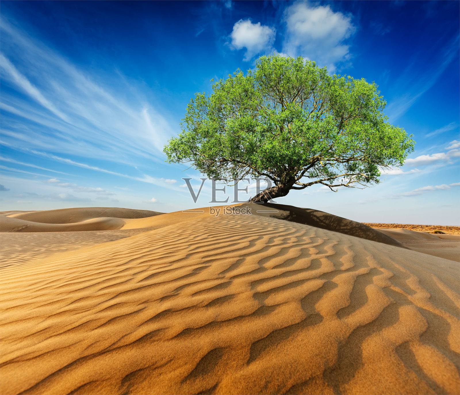 孤独的绿树在沙丘照片摄影图片