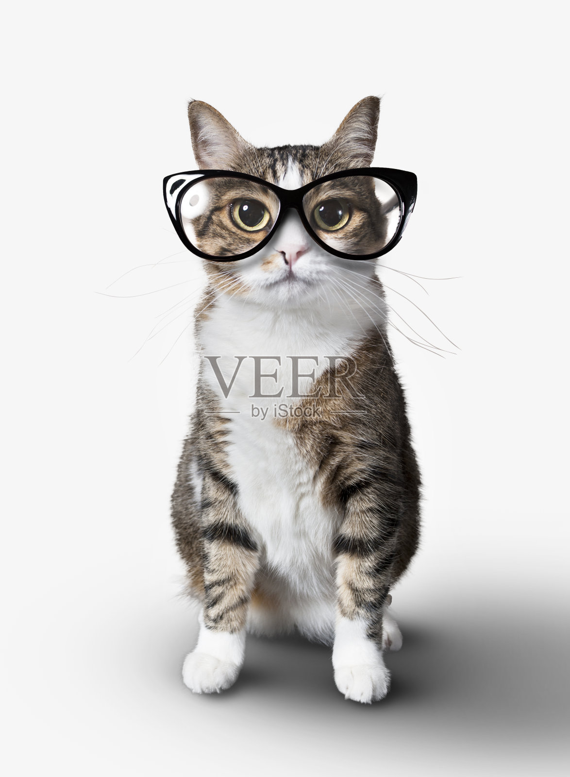 戴眼镜的家猫。照片摄影图片